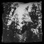 Teeth of Glass - Single