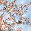 Spring Flowers - Single