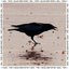 Black Bird Fever - Single