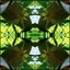 Euphoric Forest
