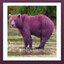 Pink Bear - Single