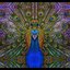 The Witness EP