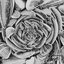 Sonnenblumenkerne - Single