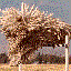 Avatar for Komondor