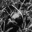 BARNACLEHEAD - Single