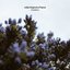 Creation - Single