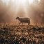 Parable One: Lost Sheep