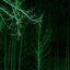 light green - Single