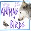 Animals & Birds