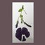 The Bloom / The Blossom