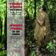Chants traditionnels des Pygmées : traditions orales des M'Benga (Pygmies In the Congo)