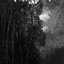 The Redolent Herald of Midnight