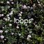 LOOPS