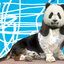 Avatar for pandabassett
