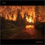 Firewood