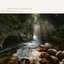 Ethereal Forest