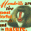 Avatar de greatmandrill