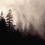 Forest Brume Demon