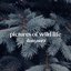 Twin Pines - Single
