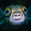 Avatar for FermentedFish