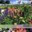 Where Is My Garden