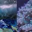 Ocean Flower