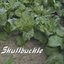 Skullbuckle