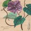there, inside the morning glory