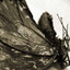 Avatar for sweet_parody