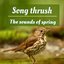 Song thrush - The Sounds of Spring