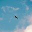 Flying High