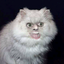 Avatar for Bongcat
