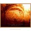 Selected Ambient Works, Vol. II (Disc 1)