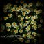 Each Flower Is Love