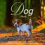 Dog Music: Relaxing Guitar Music for Dogs and Calm Sleeping Music for Pets