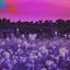 dream