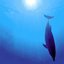 Dolphin Park