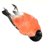 Avatar di deadfinch