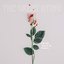 Bloody Noses & Roses