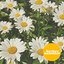 Daisy (feat. Yoonju)