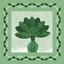 Mandragora