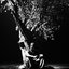 Sycamore Tree