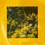 In Yellow