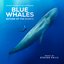 Blue Whales - Return of the Giants