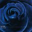 Blue Rose