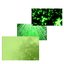 green star