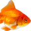Fishy