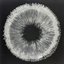 Spore