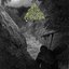 Foresticide - Single