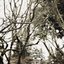 still (demos vol vi)
